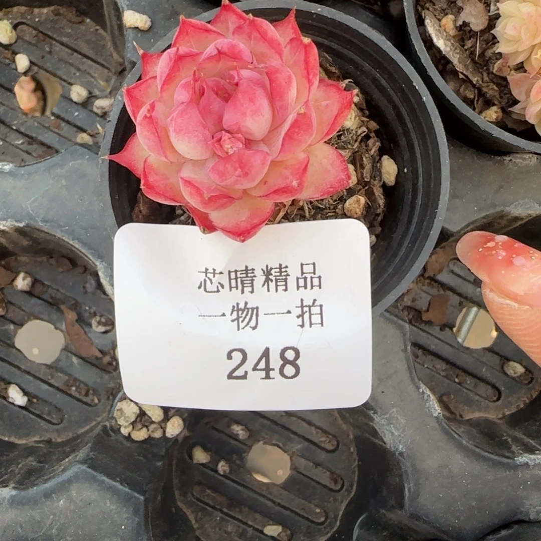 闪购精品多肉248号
