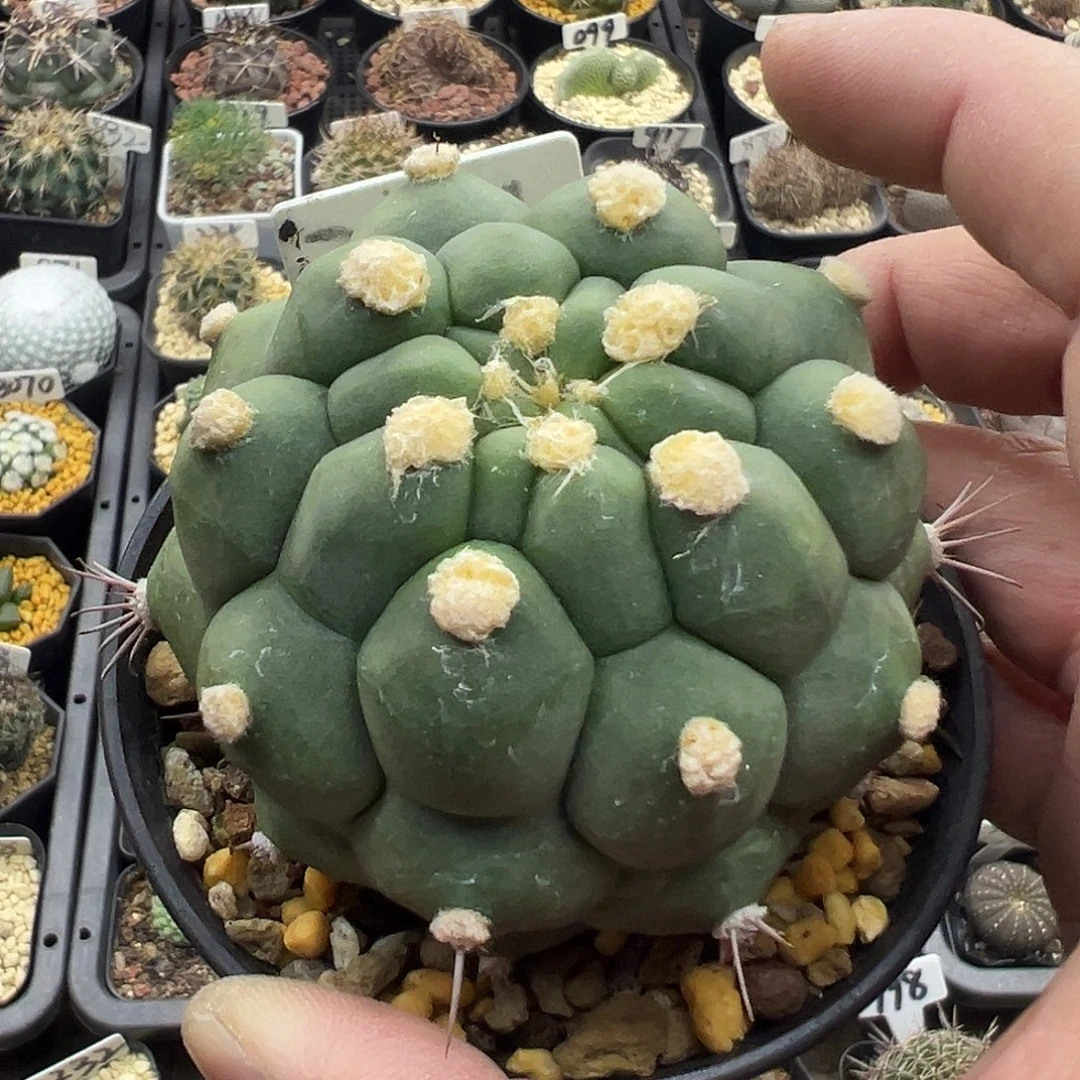 2021无刺新世界实生