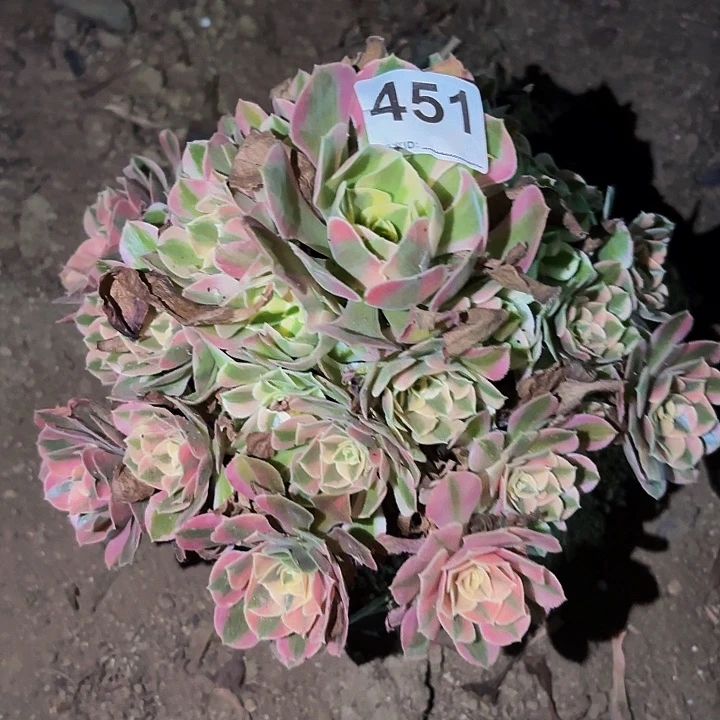 451妖月多肉植物不售后