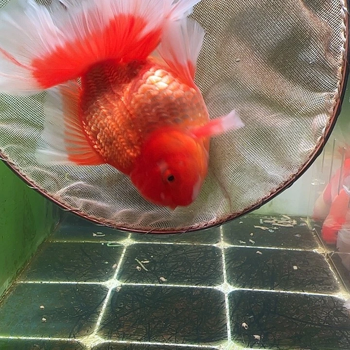 金鱼百褶泰狮压成6