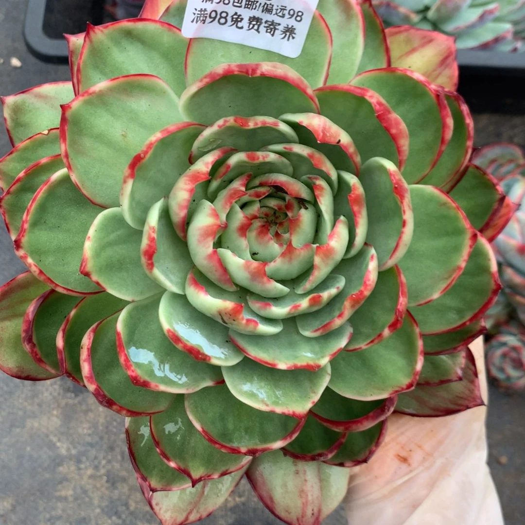 2116号多肉植物惊鸿，20