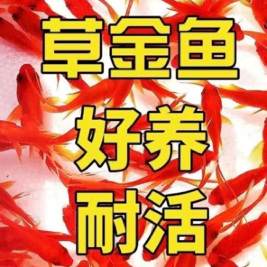 火焰红金鱼3-6公分65条！ 好养耐活 全国包邮到家颜色混搭发货