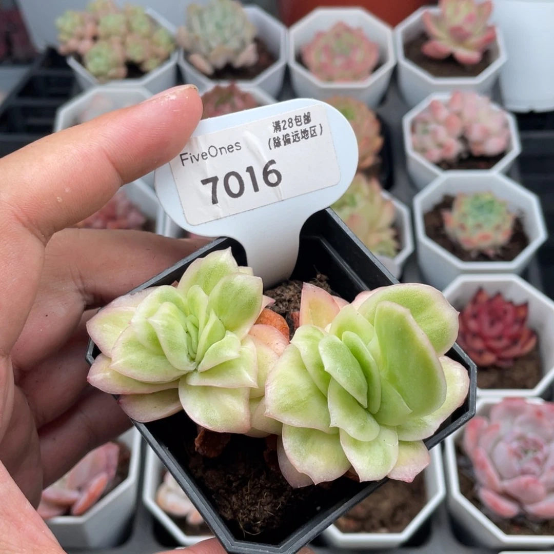 冰玫瑰7016-8厘米