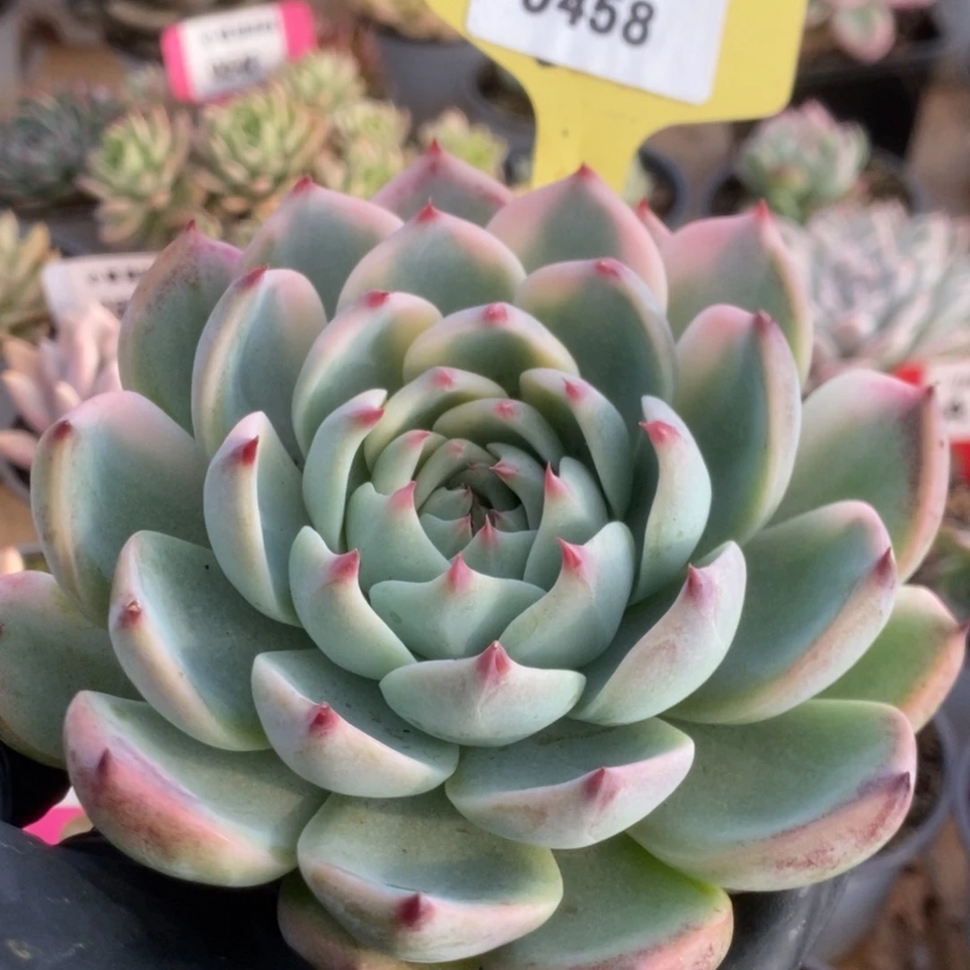 458吉娃娃锦锦锦锦锦锦