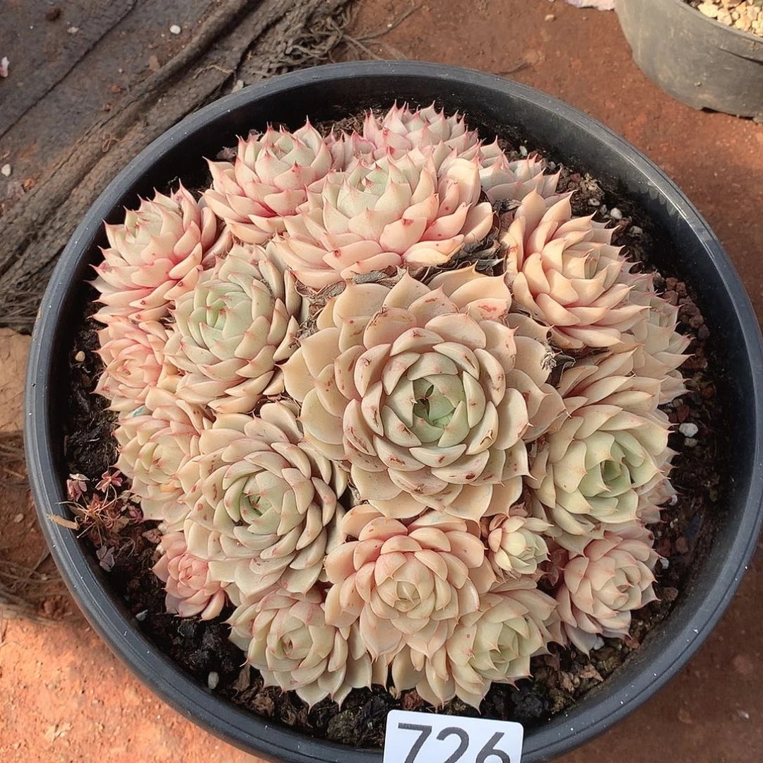 726笨巴 一物一拍多肉