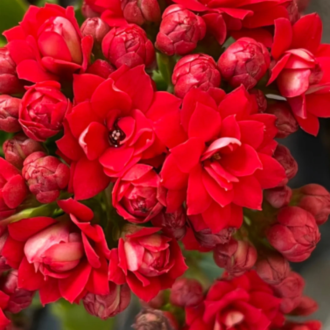 （红宝石110盆）红色重瓣 新手入门 室内懒人花盆栽