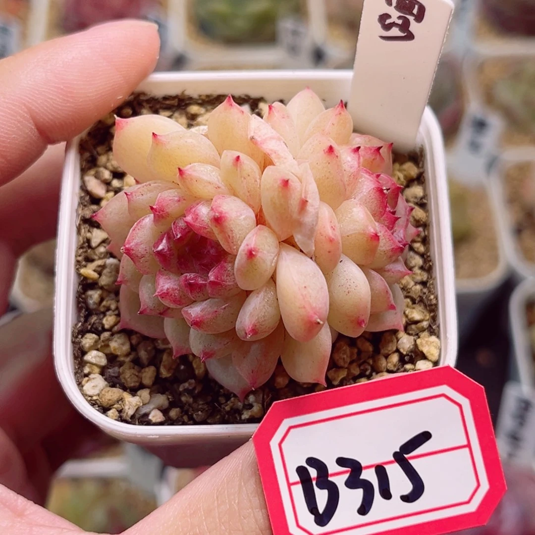 B315一物一拍 面纱