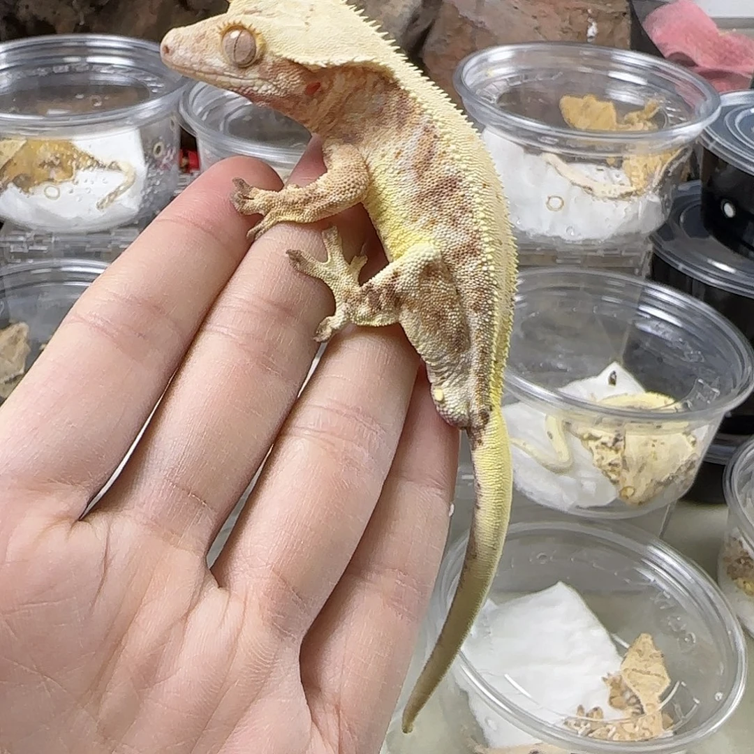 睫角守宫红底三色莉莉