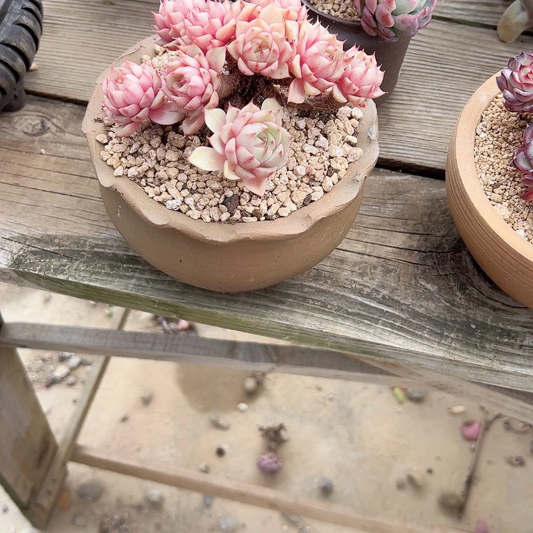 彼**露笨吧多肉植物脱土