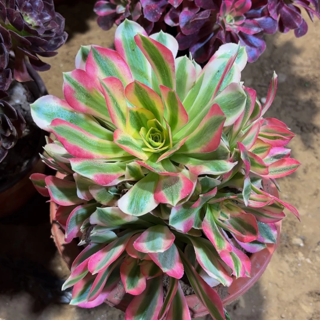 七彩女巫9.9木质老桩