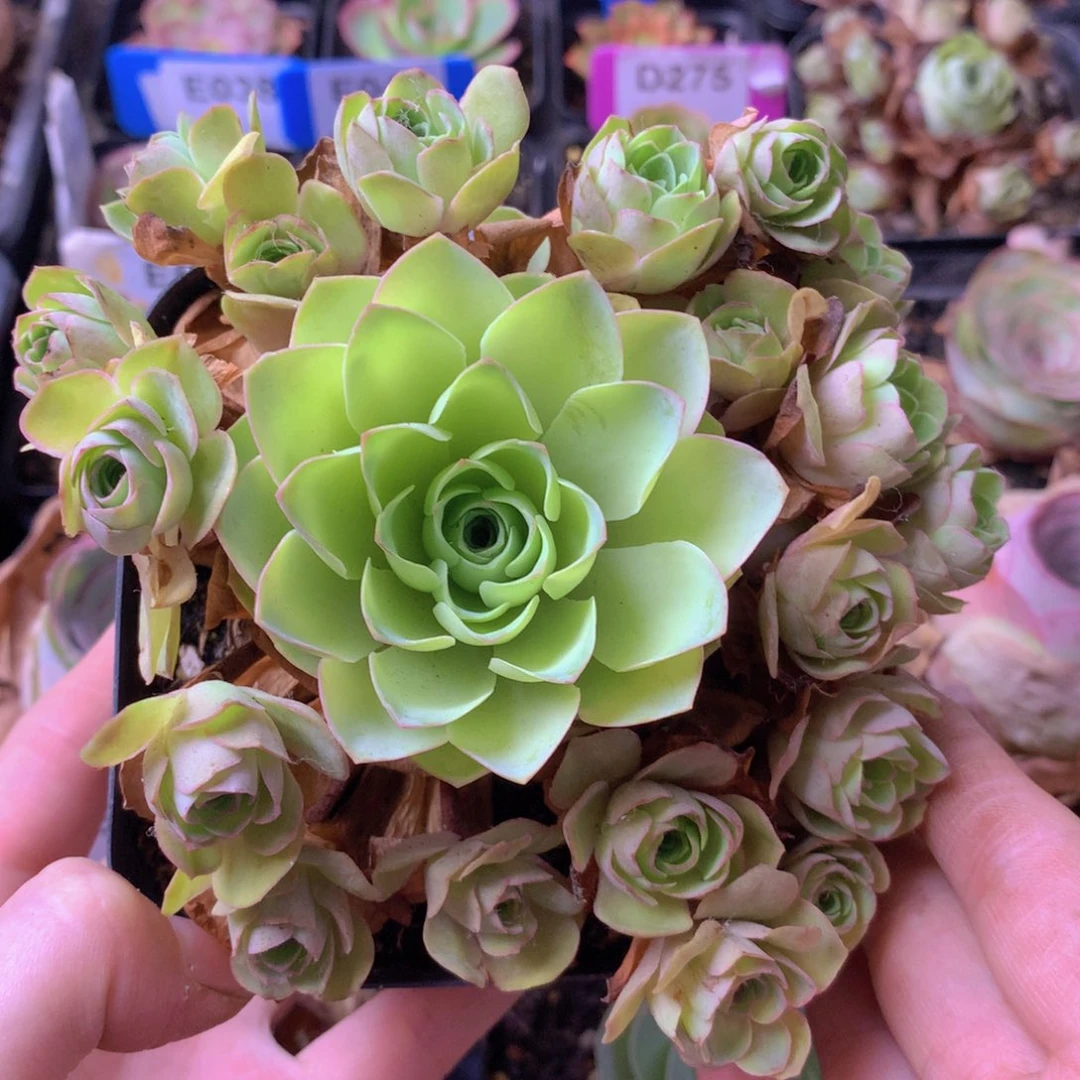 一物一拍星辰梓鸳733