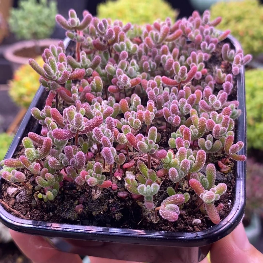 256混合小苗。