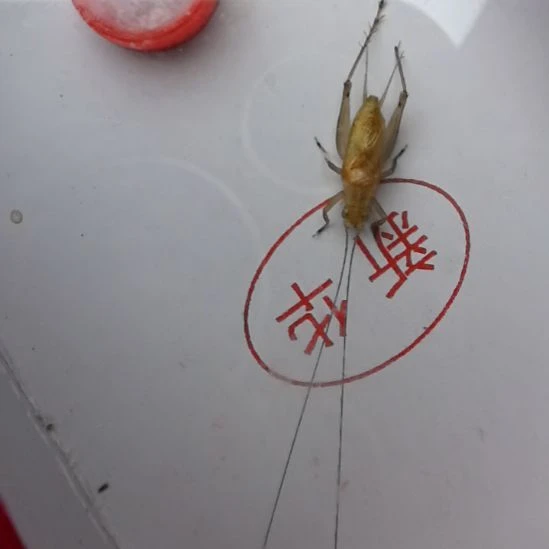蟋蟀新华大黄长须坏脚