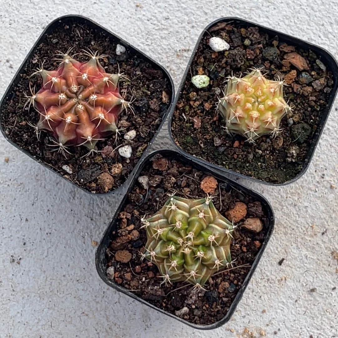 風***?实生自播喵哈哈哈哈哈