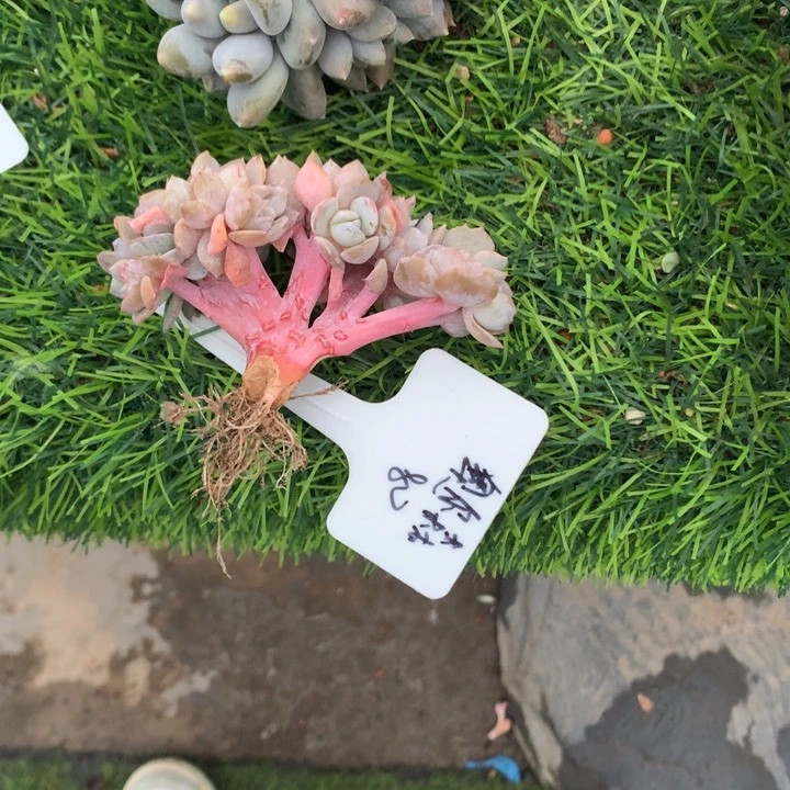 百茶小树朵朵多肉发货