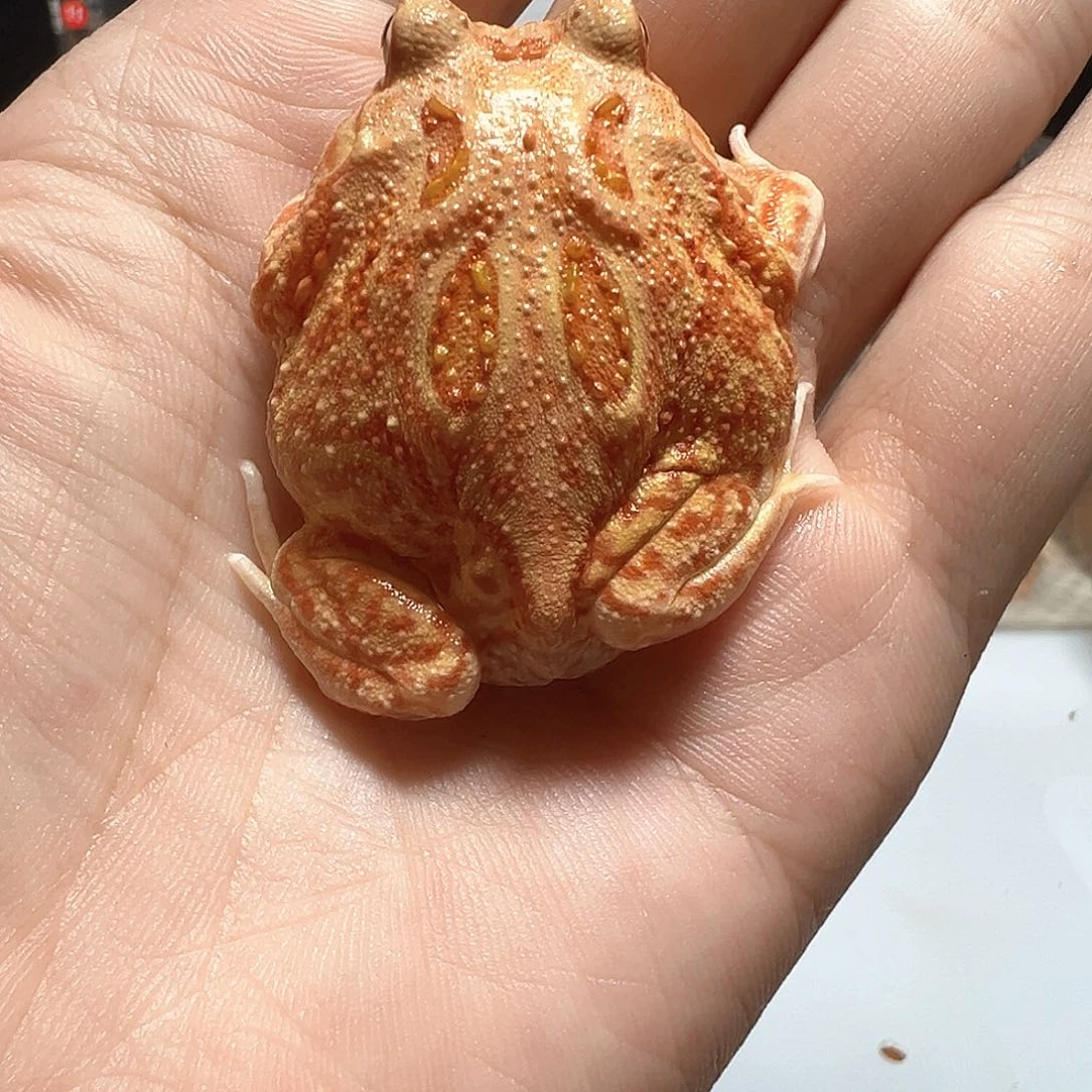 角蛙火龙角蛙火龙角蛙