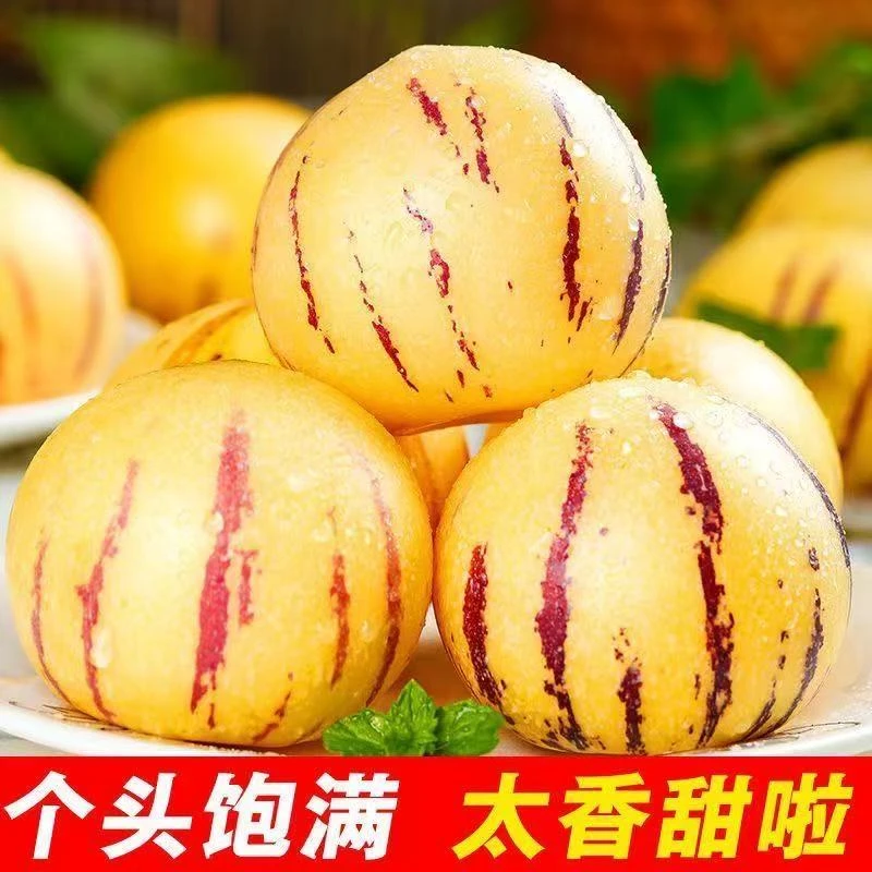 【精品树熟】正宗云南石林人参果