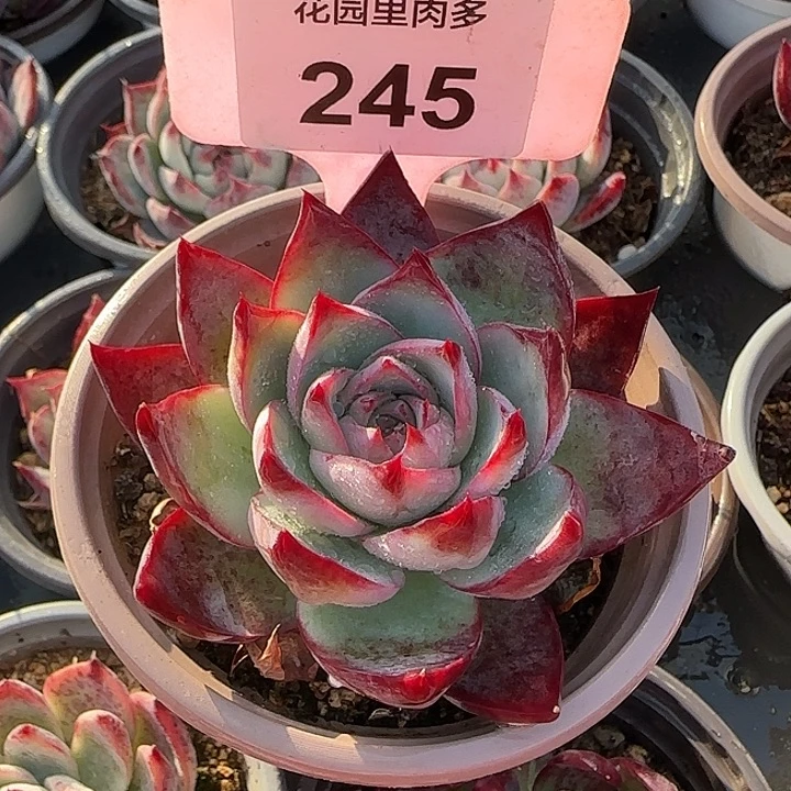 245 惊鸿仙子多肉植物7-9cm