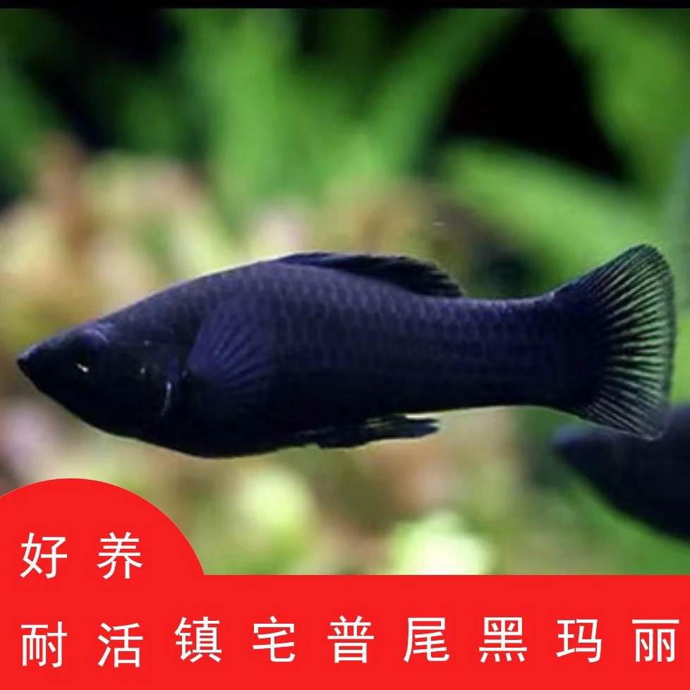 黑玛丽胎生热带鱼好养耐活生小鱼