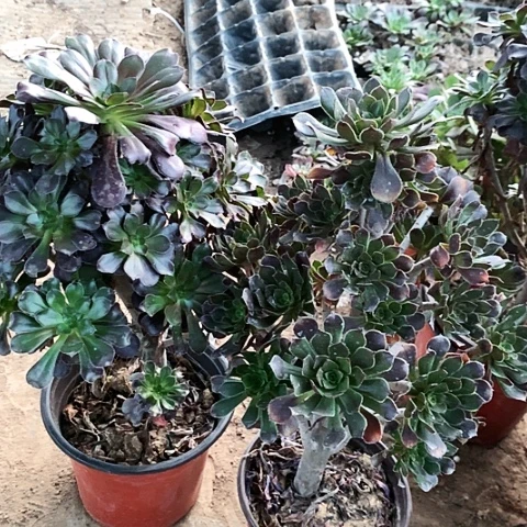 2棵玫瑰玫瑰玫瑰