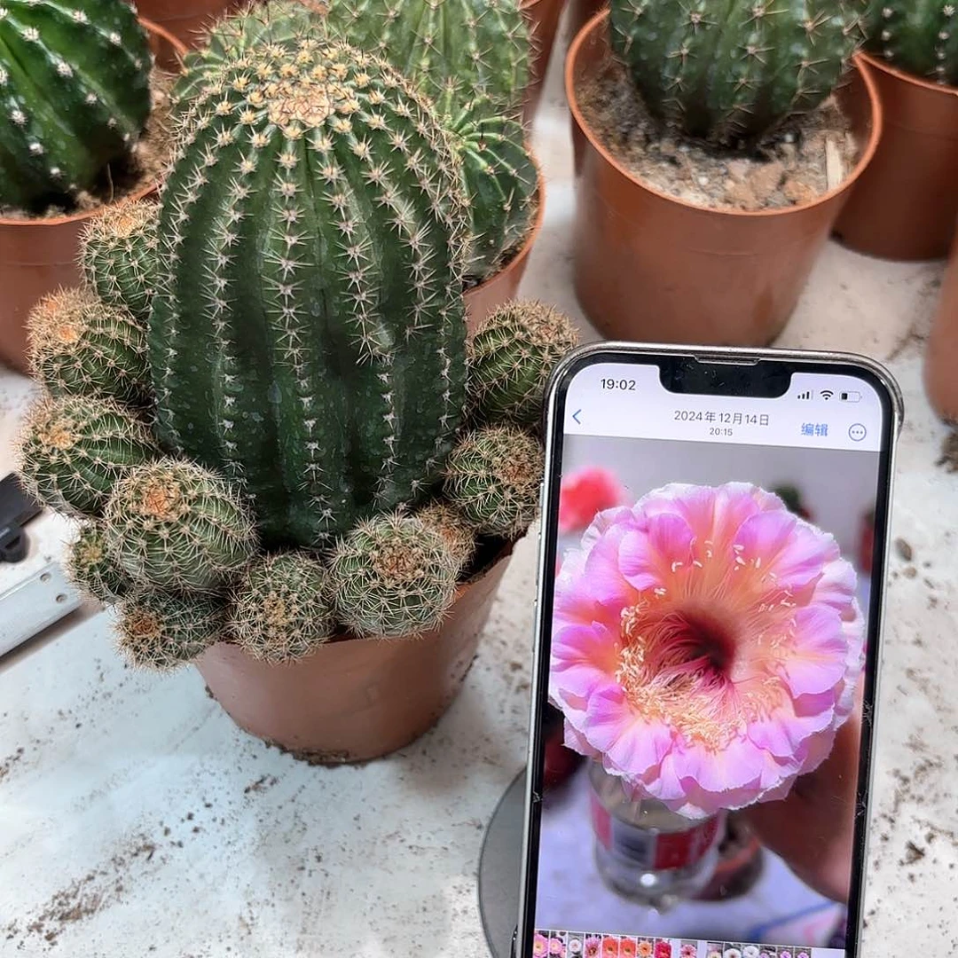 綄*彩草48号7公分左右