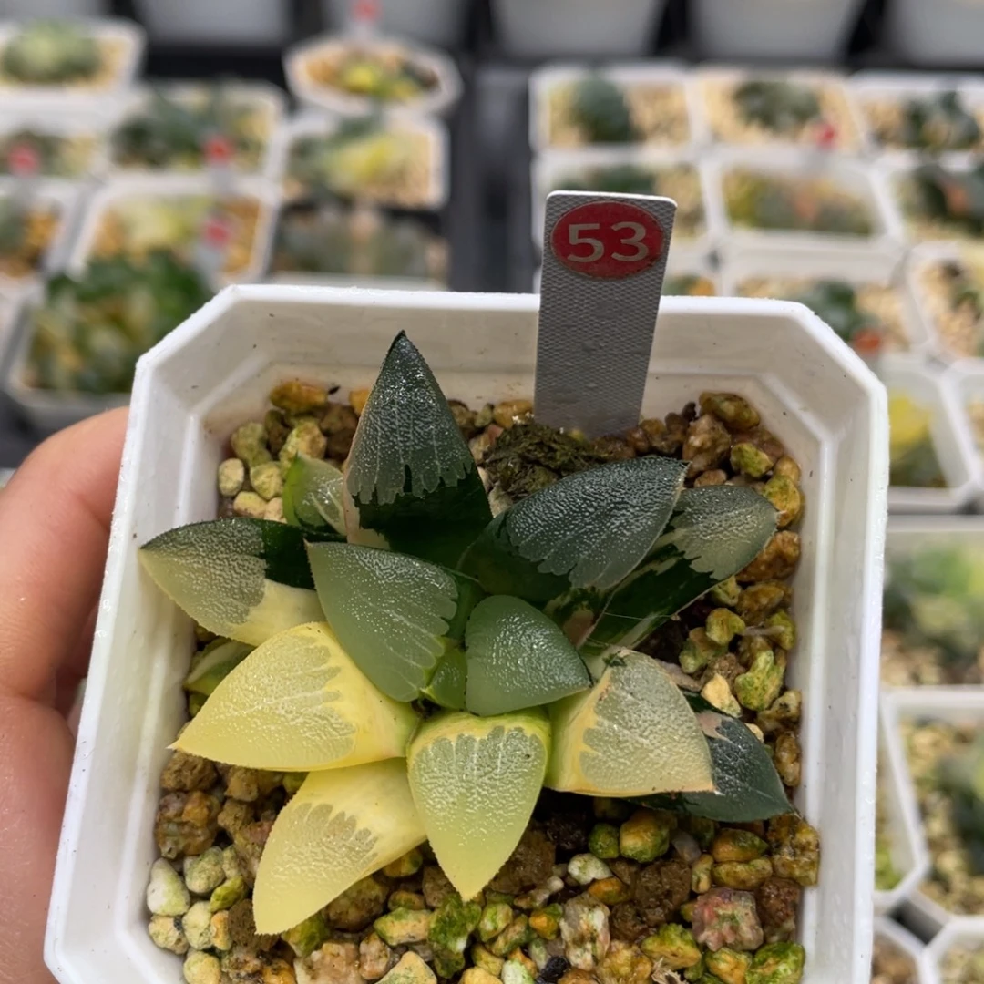 53 朱庇特克锦11111