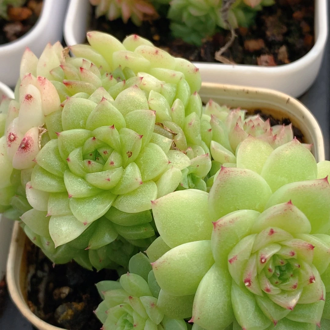 0313-135 麦杆优选