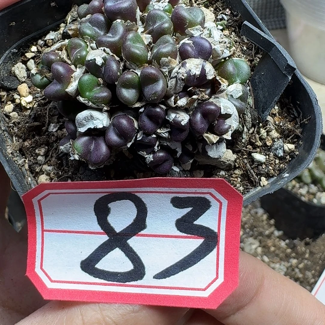 多肉W的润泽的润泽fvb