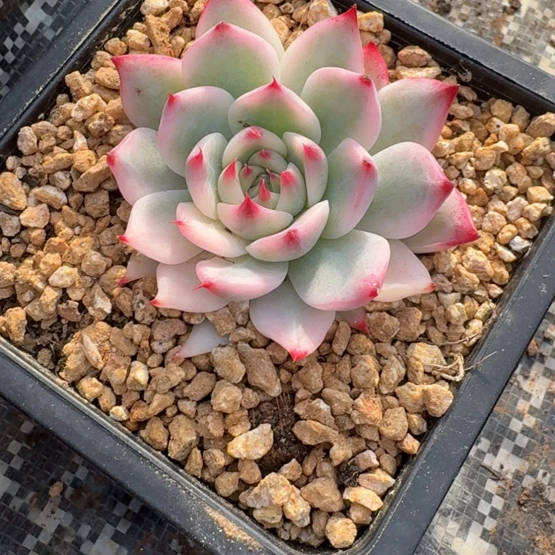 北***司吉娃娃锦一物一拍