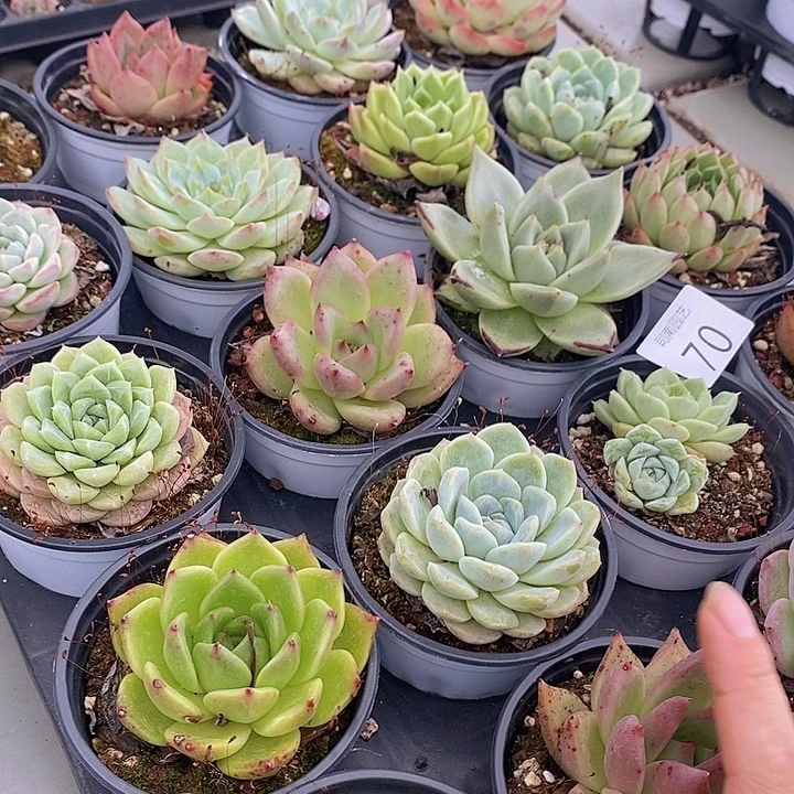 70 多肉植物盆栽花卉植物