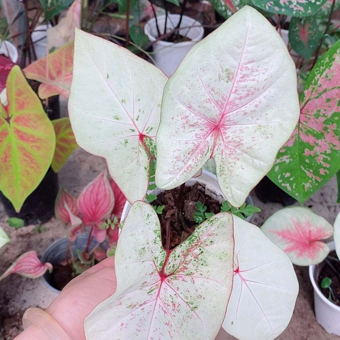 无花朵水蜜桃1119算了