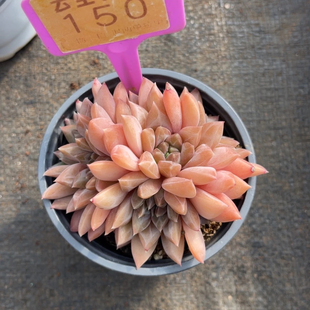 云尘多肉一物一拍150，