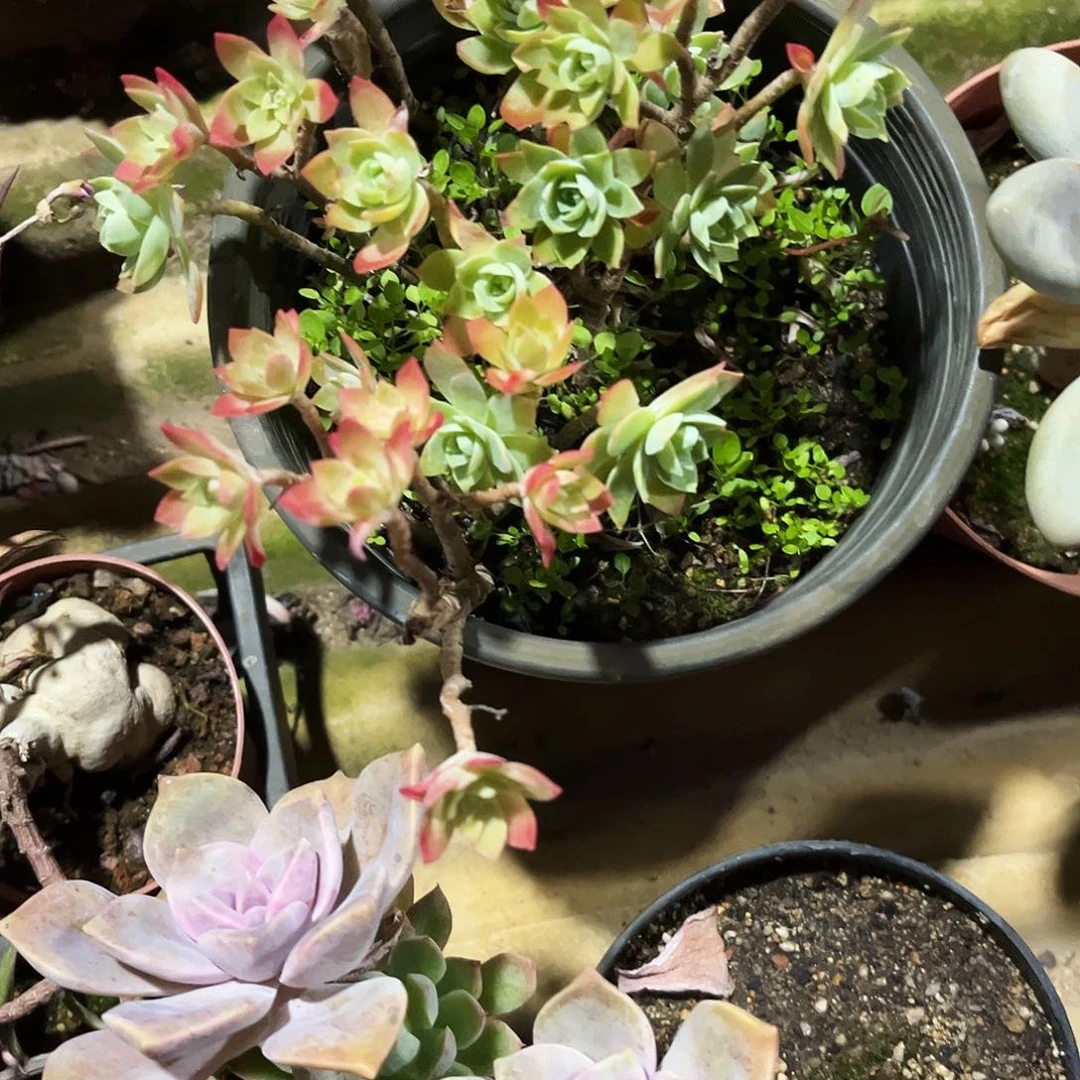 峰***~100多肉植物提取萃取剂
