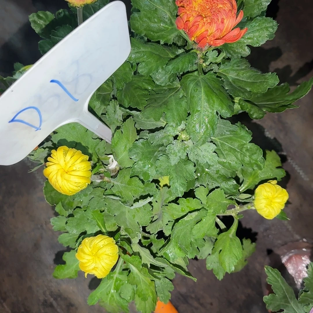 无花朵D11111111111111