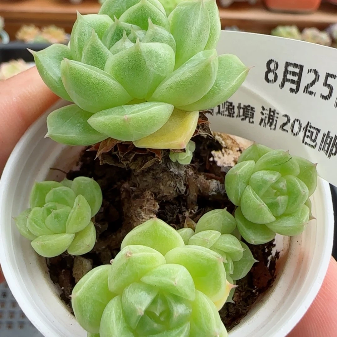 花语逸镜0825-59散