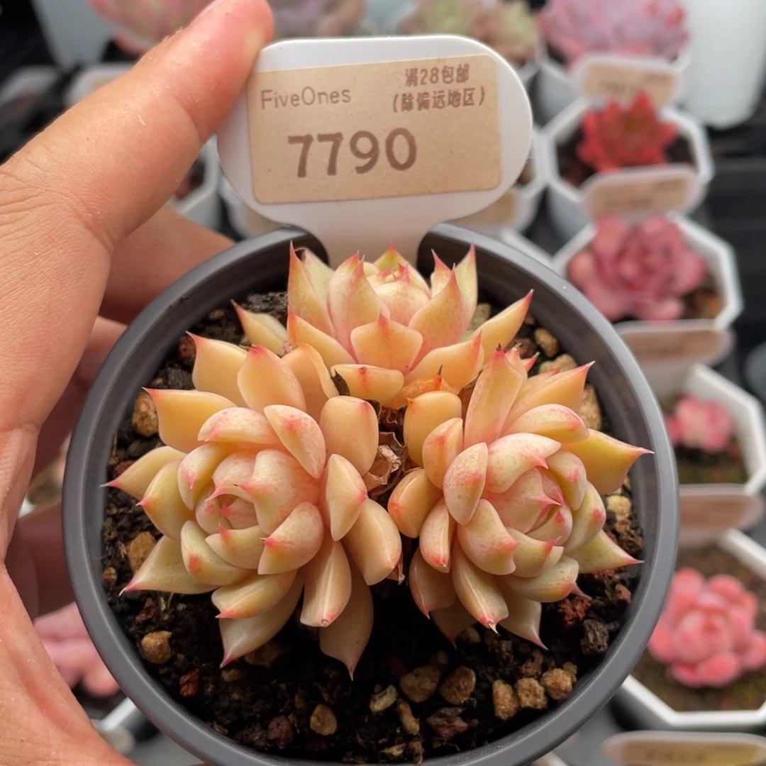 苯巴蒂斯7790-7厘米
