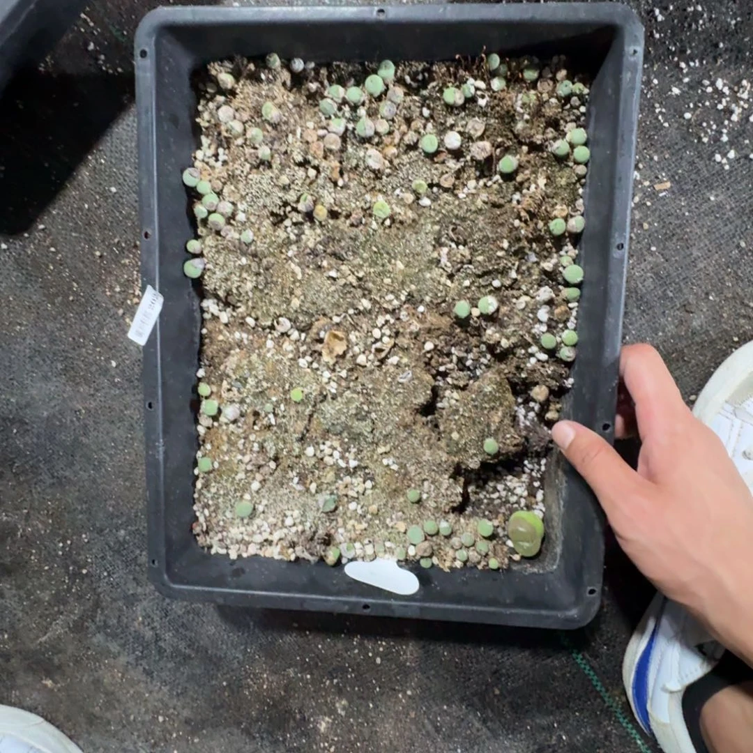 202。 嘴清框福利。脱土