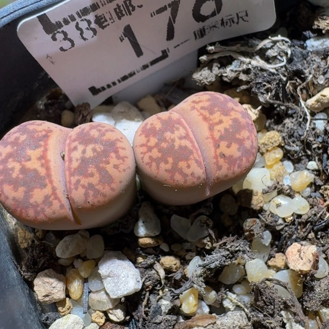 Ssss精品生石花176