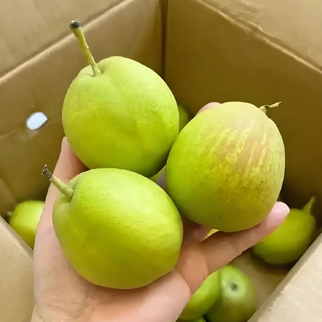 库尔勒香梨脆甜多汁新鲜水果香甜爽口健康美味
