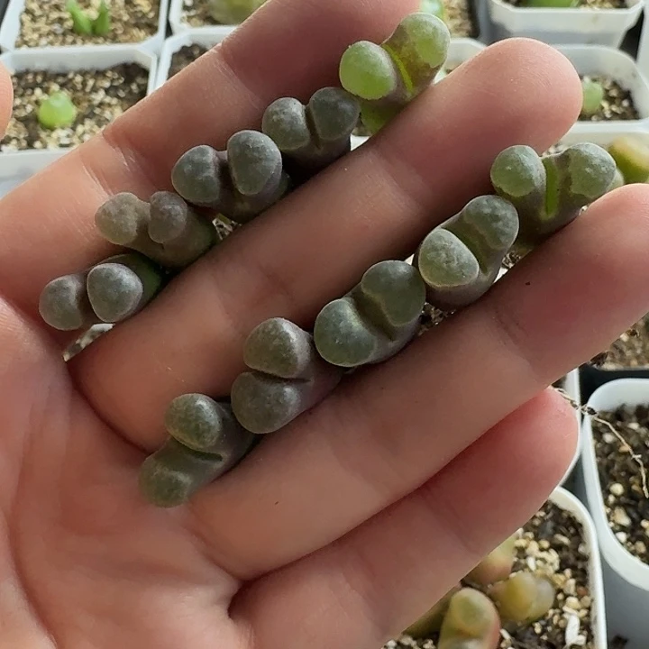 老马生石花磁铁1573