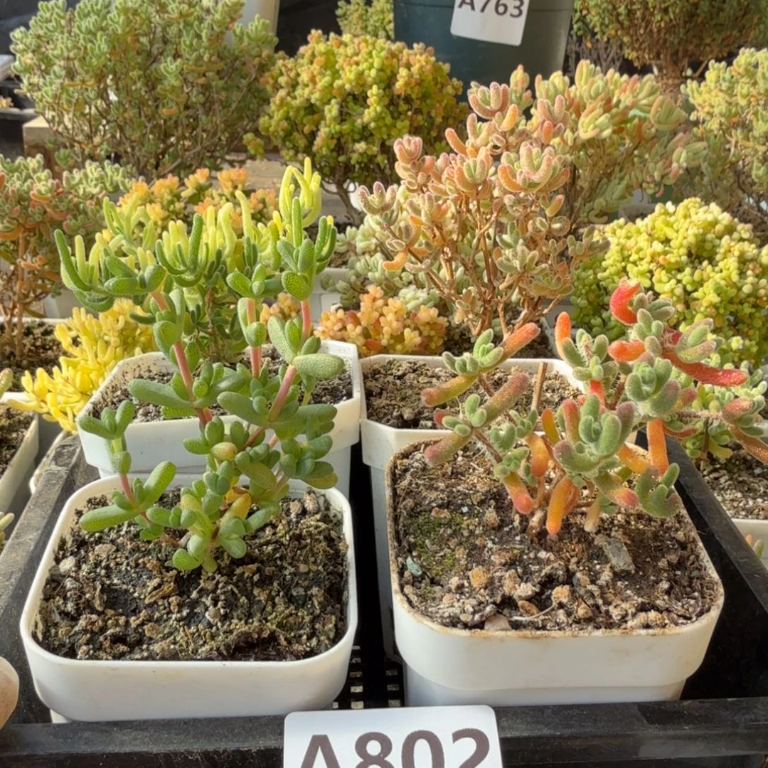 A802新手套餐4颗整点半价