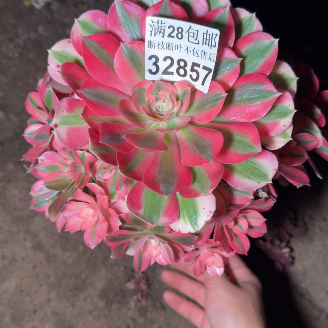 32857女巫多肉植物