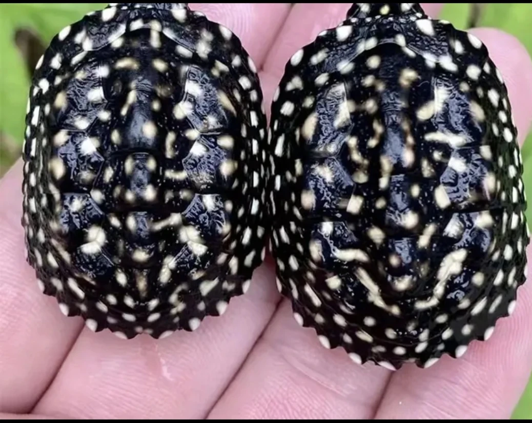 正宗满天星斑点龟黑池龟观赏宠物深水龟活体