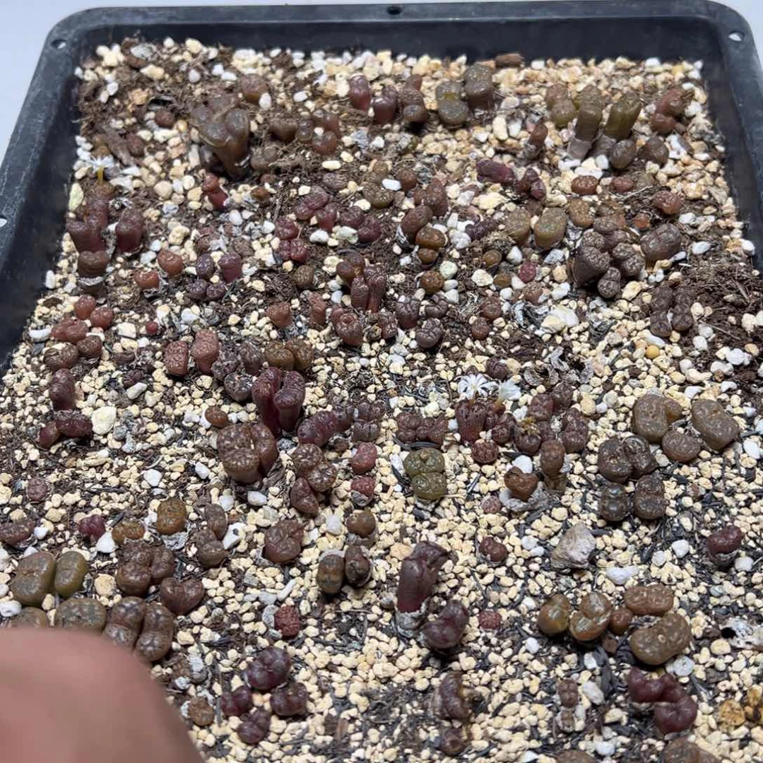 【闪购商品】 018。  带筐