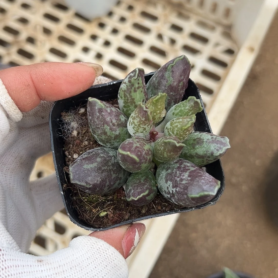 多肉植物海豹多肉植物