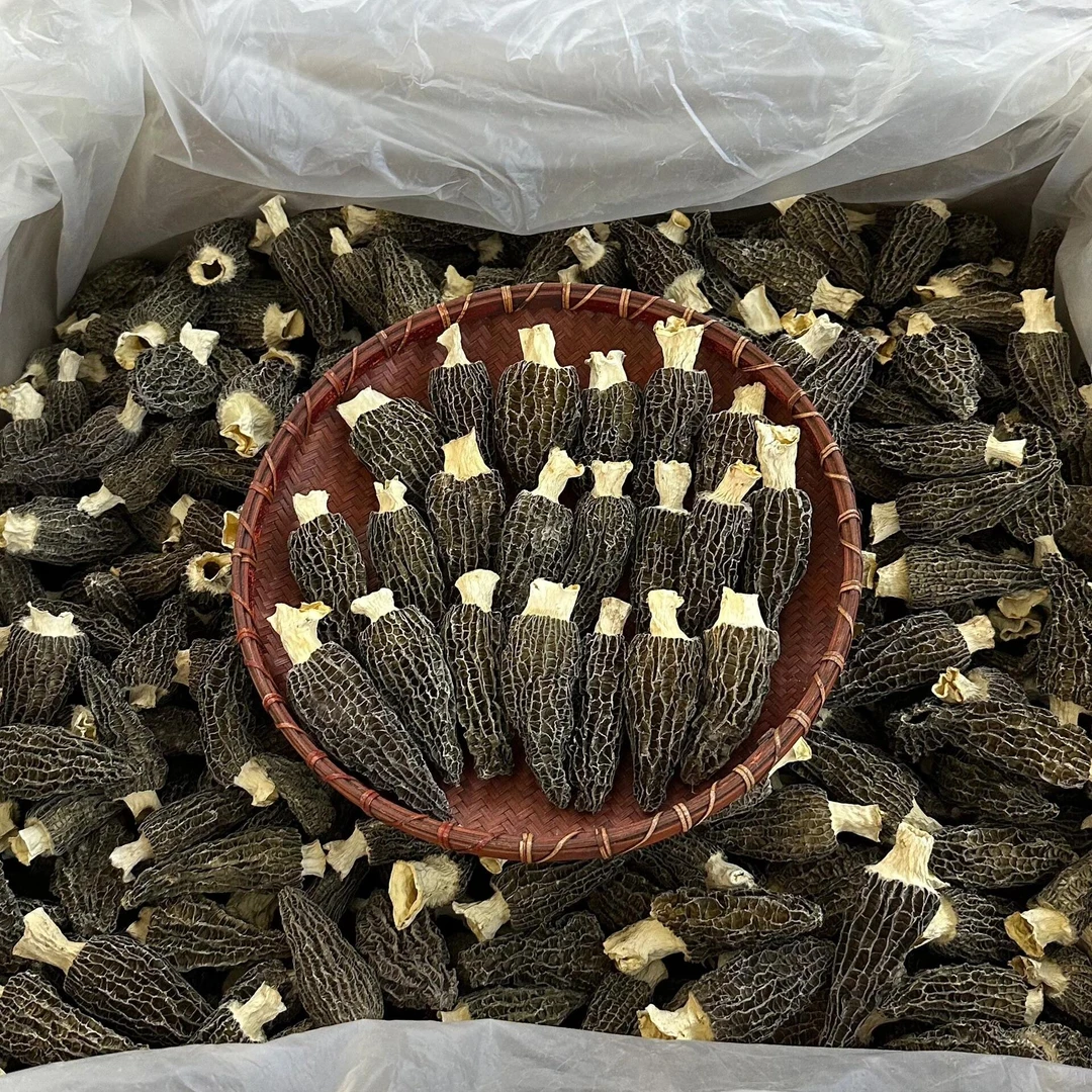 （5-7cm精品）精选头茬新货云南高山林下干羊肚菌干货肉厚饱满500g