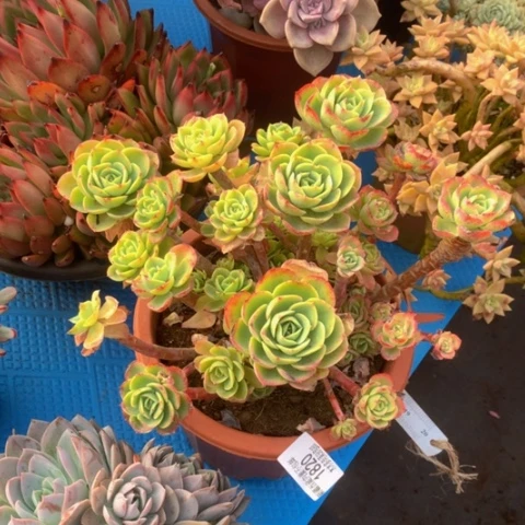 夏*1820柠檬玫瑰多肉