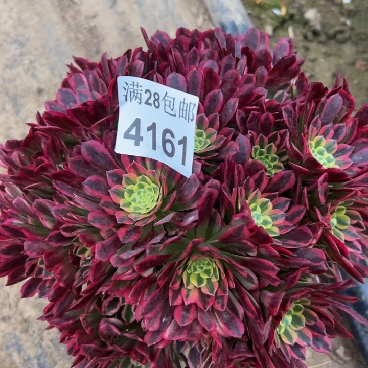 4161朝霞多肉植物