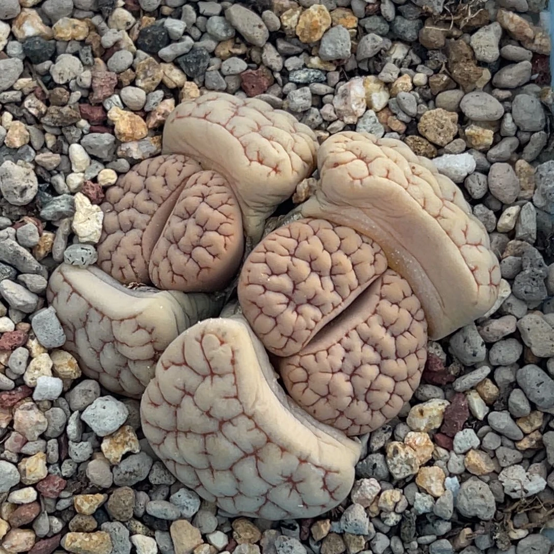 6651双头蜜纹蛙哥189一颗