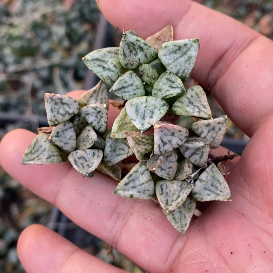 120 一颗潘多拉魔盒 新年整点福利